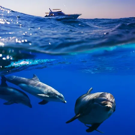 San Francisco * Granadilla De Abona