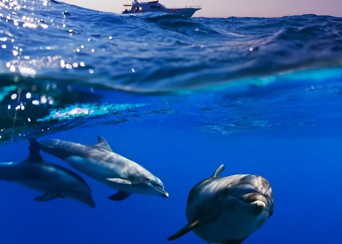 San Francisco * Granadilla De Abona